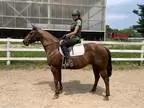 Lovely All-Around 2016 Appendix Mare